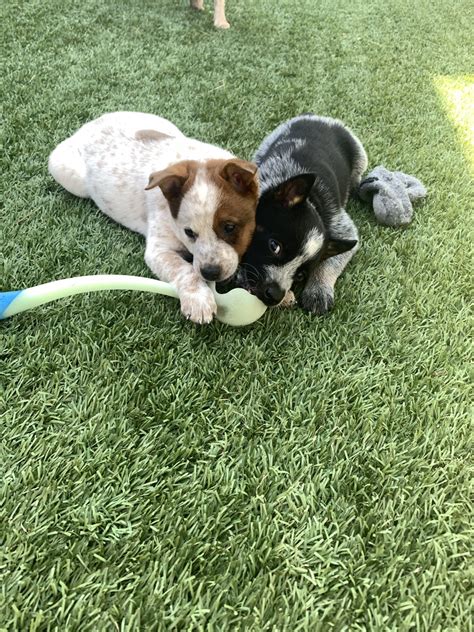 The Australian Cattle Dog, also known as an Australian Heeler . . Cattle dog puppies for sale arizona